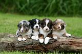 BERGER AUSTRALIEN PUPPIES 789